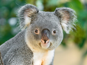 Kinder- und Familienausflug in den Tiergarten Schönbrunn am 4. Juni 2026 | © Daniel Zupanc