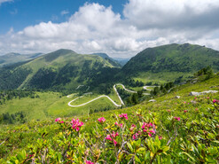 Nockalmstraße, UNESCO Natur- und Kulturlandschaft erleben am 25. Juni 2026 | © Nockalm-Flora-Fauna@Nockalmstrasse.at