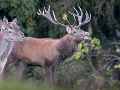 Der Wilde Berg Mautern "Hirsch Brunft" am 24. September 2026 | © Werner Pleiner