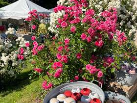 Busfahrt zu den Gartentage in Stift Seitenstetten am 13.06.2026 | © Manuela Grenzlehner