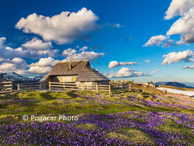 Busfahrt zur Krokusblüte auf der "Velika Planina", Slowenien am 8. Mai 2025 | © Pogacar Photo