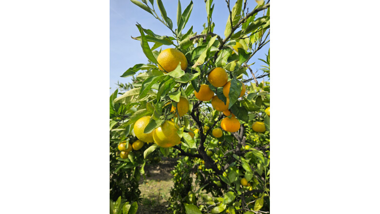 Busfahrt zur Mandarinenernte von 22.-27.10.2024 | © Gudrun Fuchs