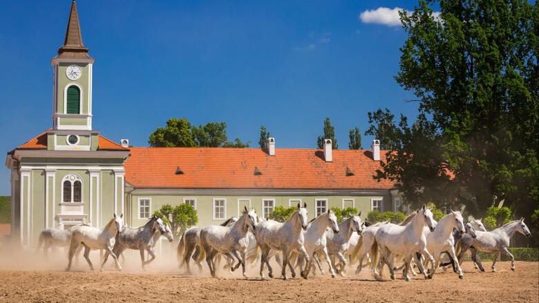 © @Národni hrebcin Kladruby nad Labem